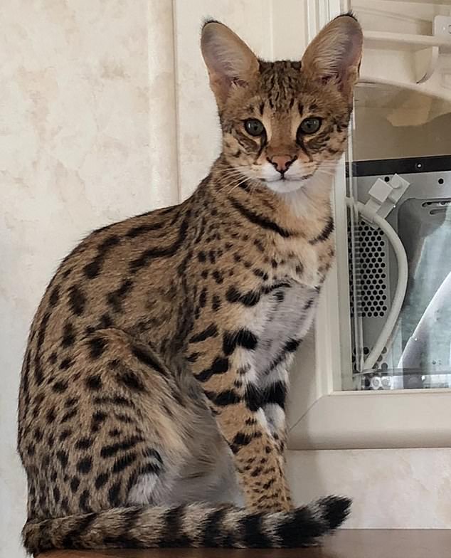 A sitting Savannah cat